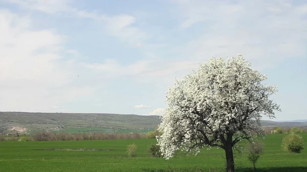 Einsamer Frühlingsgarten-Baum — Stockfoto