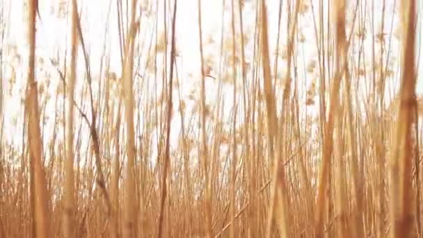 HD footage of cane waved by the wind. — Stock Video