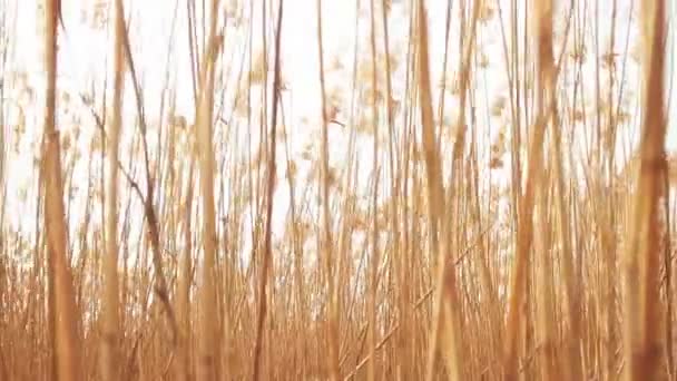 HD beelden van suikerriet zwaaide door de wind. — Stockvideo