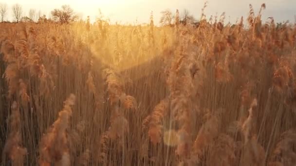 Vom Wind gewehtes trockenes Zuckerrohr — Stockvideo