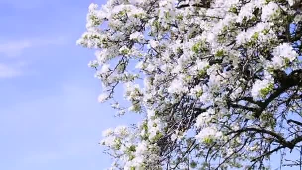 Ramas florecientes de árboles de jardín de primavera — Vídeos de Stock