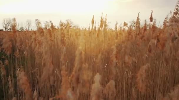 Canne sèche soufflée par le vent avec horizon — Video