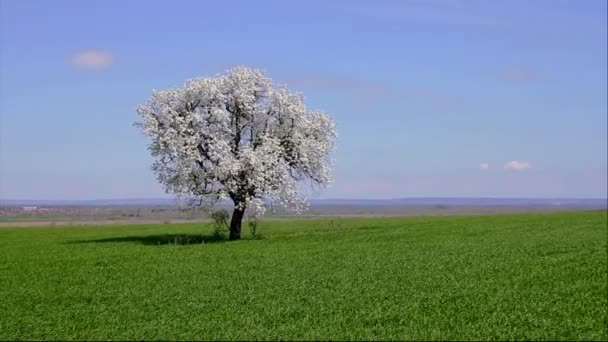 Árvore solitária do jardim da mola no campo verde da grama — Vídeo de Stock