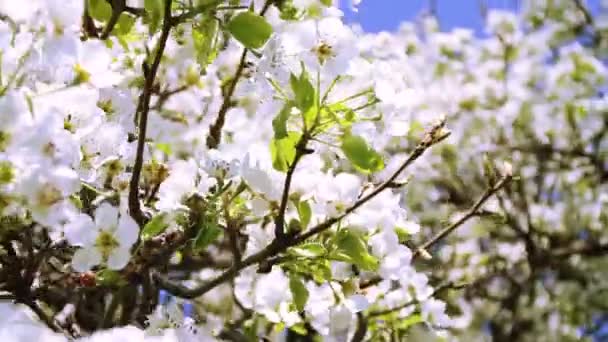 Wiosną kwitnące gałęzie drzewa ogrodowe — Wideo stockowe
