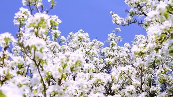 Wiosną kwitnące gałęzie drzewa ogrodowe — Wideo stockowe