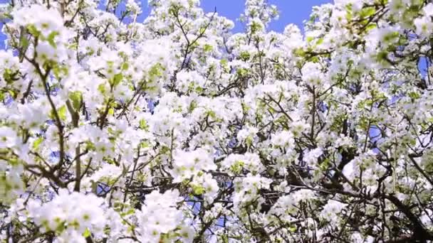 Ramas florecientes de árboles de jardín de primavera — Vídeo de stock