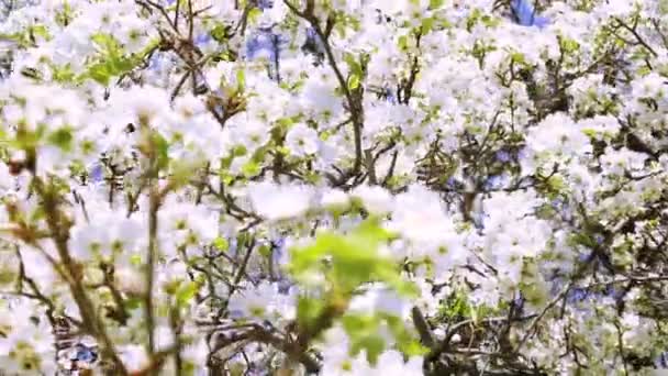 Frühling Garten Baum blühende Äste — Stockvideo