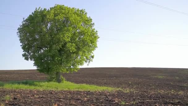 Árbol solitario en el campo — Vídeos de Stock