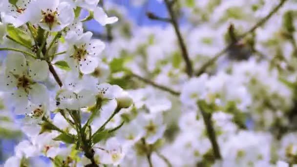 Ramas florecientes de árboles de jardín de primavera — Vídeos de Stock