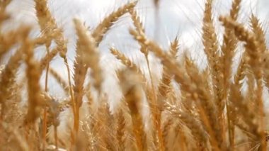 Yaz doğa buğday alan altın tahıl organik ekmek yemek