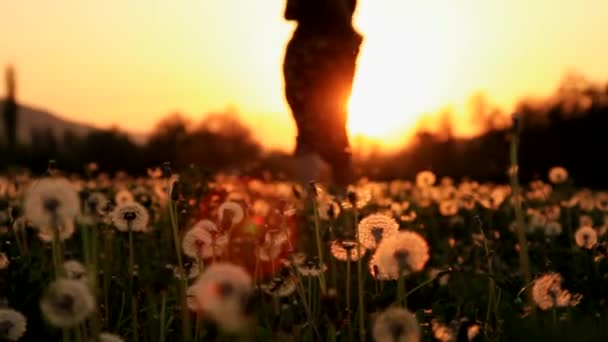Gyönyörű fiatal nő hippi ruha futó pitypang mező naplemente