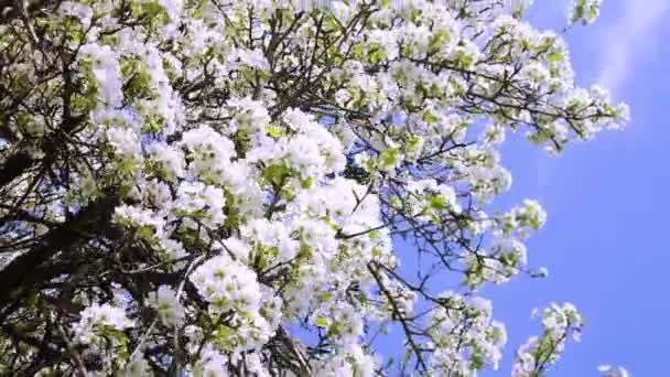 Våren blommande trädgård trädgrenar — Stockvideo
