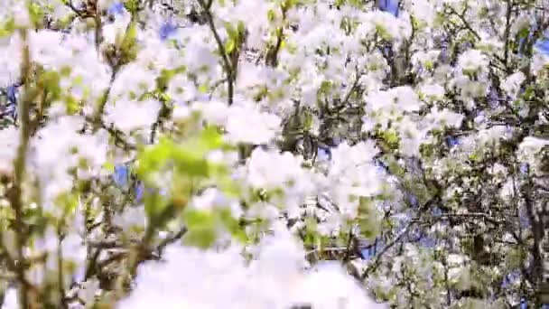 Printemps Jardin Arbres en fleurs Branches — Video