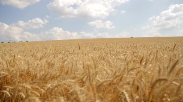 领域成熟的小麦风海浪起重机射击高清 — 图库视频影像