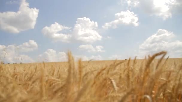 Zralé pšenice sklizeň pozadí hd — Stock video