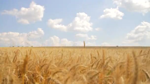 Campo de trigo acariciado grúa de viento tiro naturaleza concepto de salud HD — Vídeos de Stock