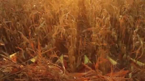 Harvester Blades Collecting Corn — Stock Video