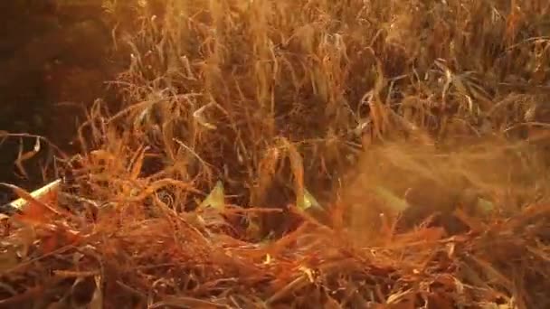 Harvester Blades Collecting Corn — Stock Video