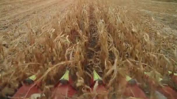 収集するトウモロコシ収穫機ブレード — ストック動画