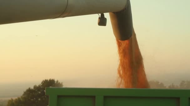 Máquinas de vazamento de sementes HD — Vídeo de Stock