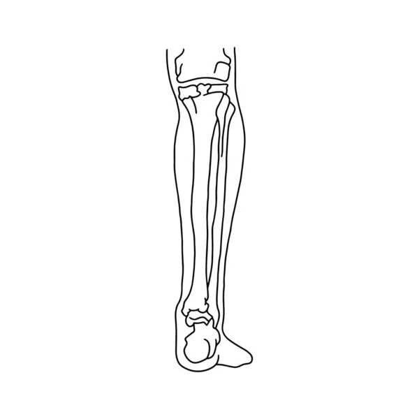 Becerro Humano Con Esqueleto Vista Frontal Huesos Piernas Humanas Dibujaron — Vector de stock