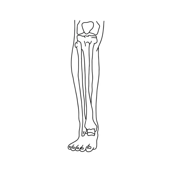 Человеческий Теленок Скелетом Вид Спереди Кости Ног Человека Рисовали Линии — стоковый вектор