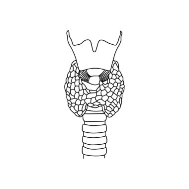Tiroid insan yapısı. Doğrusal biçimdeki simge.