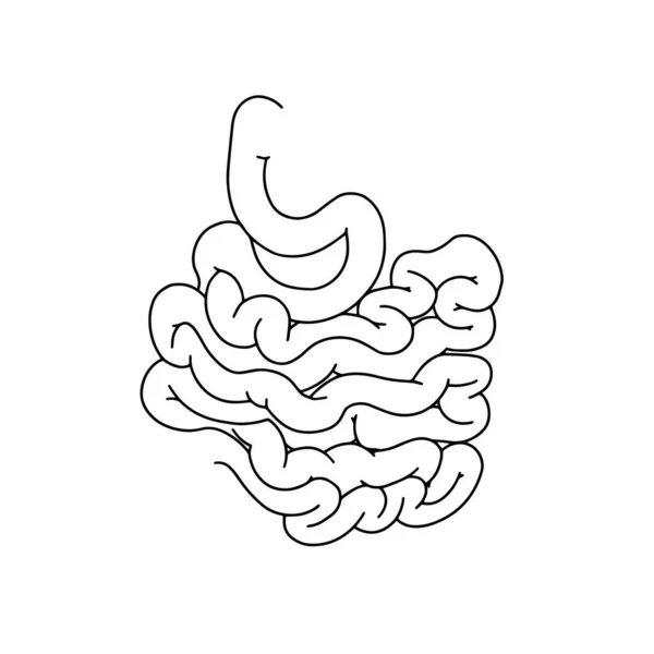 Emberi Vékonybél Illusztráció Vektor Orvostudomány Realisztikus Vázlat Intestine Ikon Elszigetelt — Stock Vector