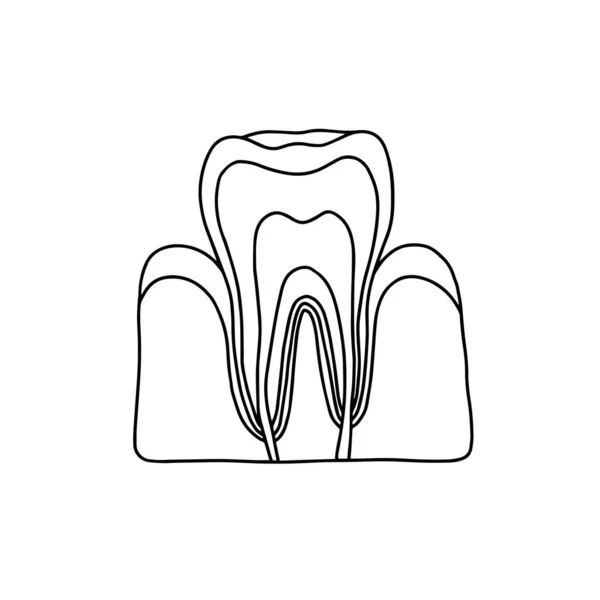 Průřez Lidského Zubu Vektor Obrys Anatomické Ručně Kreslené Ilustrace Bílém — Stockový vektor