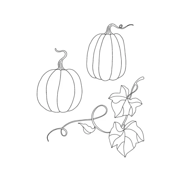 Zarys Dynie Liści Wektor Ilustracji Jesień Halloween Lub Dziękczynienie Dynia — Wektor stockowy