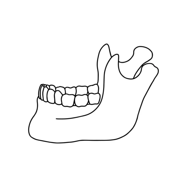 Mandíbula Humana Inferior Con Dientes Vista Lateral Esquema Anatómico Ilustración — Archivo Imágenes Vectoriales