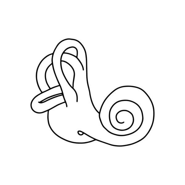 Human Cochlea Anatomy Structure Inner Ear — ストックベクタ