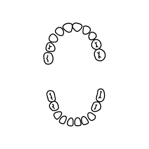 Lidské Primární Zuby Zubní Schéma Obrys Anatomické Ručně Kreslené Ilustrace — Stockový vektor