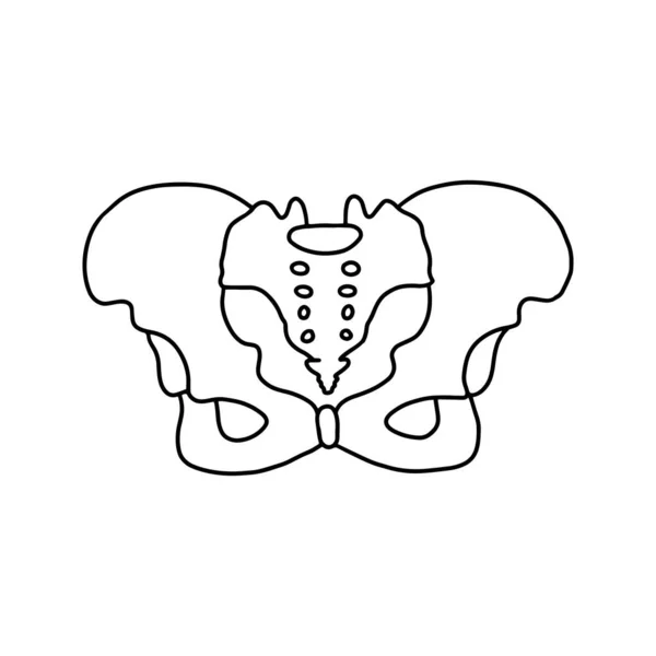 白い背景に線で描かれたヒト骨盤骨 ベクターストックイラスト — ストックベクタ