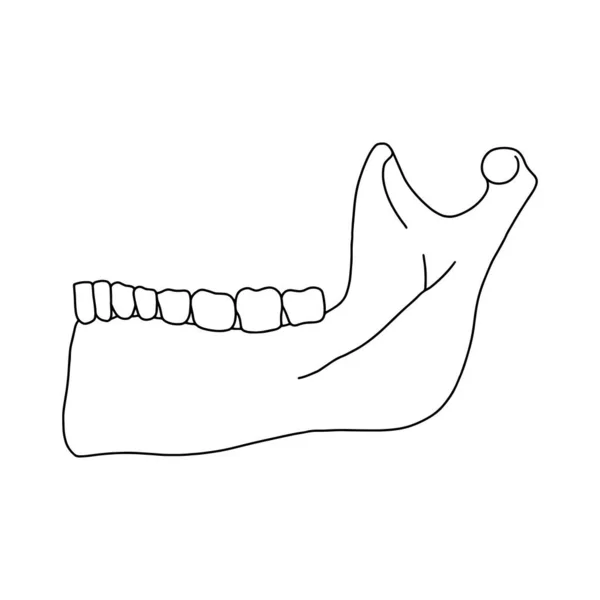 Unterkiefer Mit Zähnen Seitenansicht Umriss Anatomische Handgezeichnete Illustration Auf Weißem — Stockvektor