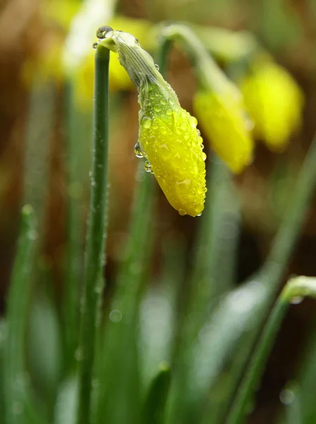 3 Daffodilos — Fotografia de Stock