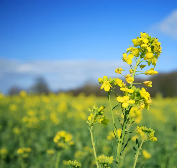 Rapeseed flower — Stock Photo, Image