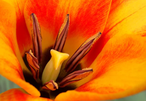 Orange tulip — Stok fotoğraf