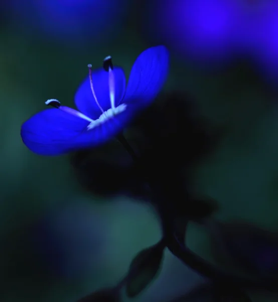 Blue flower — Stock Photo, Image