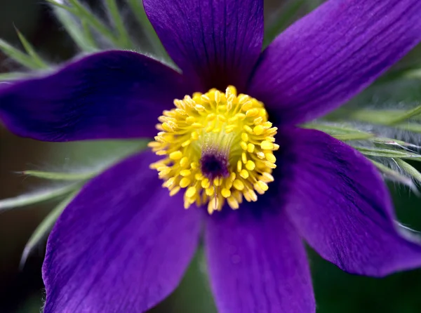 Purple flower — Stock Photo, Image