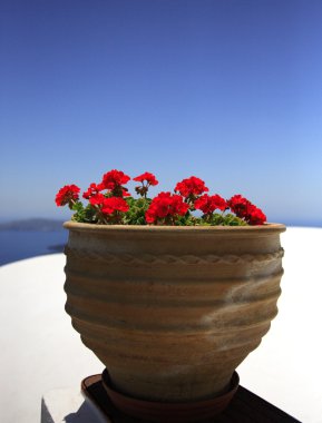 saksı Sardunya