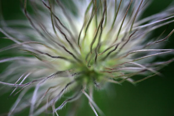 Testa di seme — Foto Stock