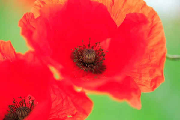 Close up poppies — Stock Photo, Image