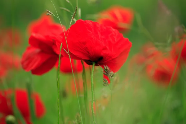 Poppy field — Stock Photo, Image