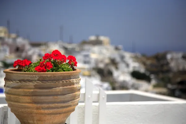 Geranium — Stock Photo, Image