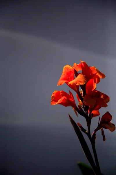 Gladioli — Foto Stock