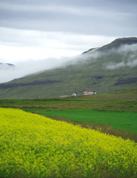 Campo amarillo — Foto de Stock