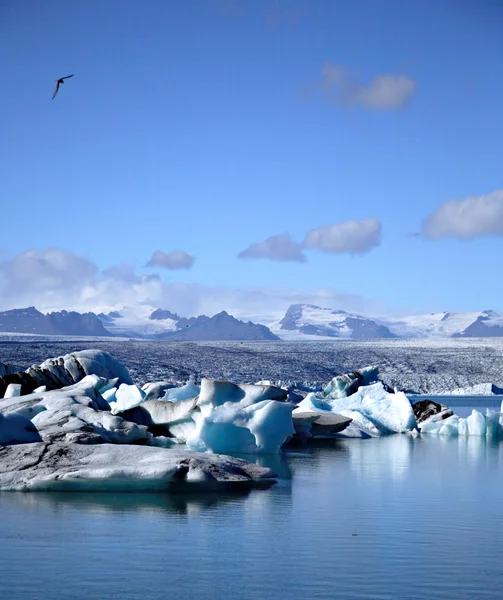 Måsen flyger över isbergen — Stockfoto