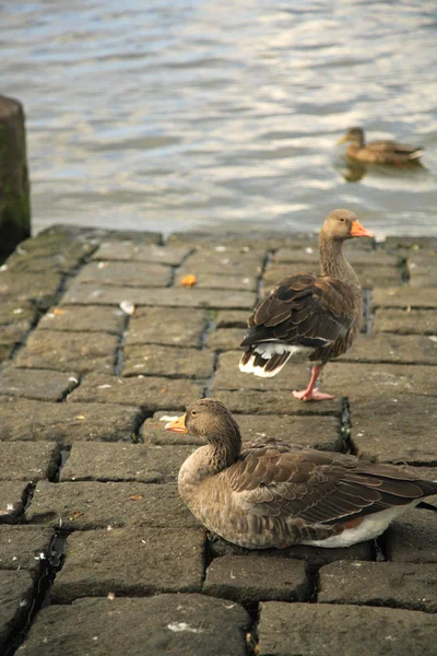 Üç ördek — Stok fotoğraf