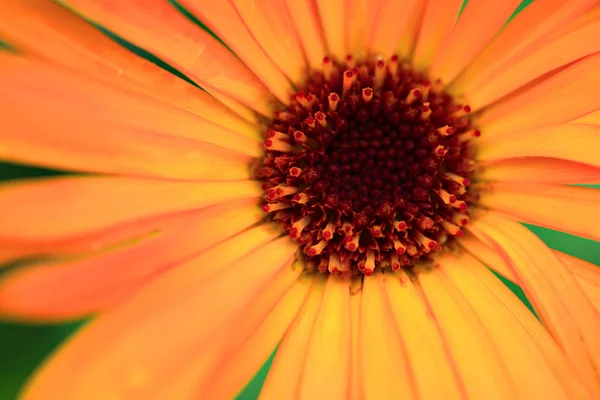 Gerbera zblízka — Stock fotografie